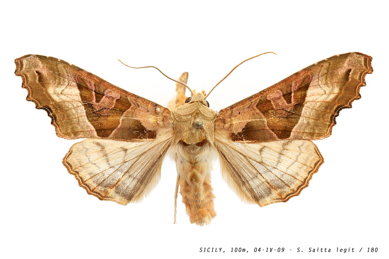 phlogophora_meticulosa_180 (154K)