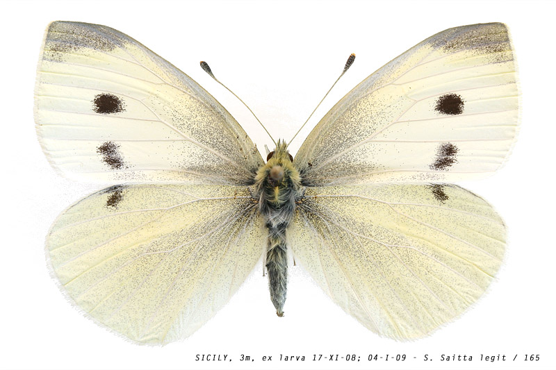 pieris_rapae_165 (130K)