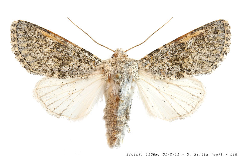 polymixis_rufocincta_510 (114K)