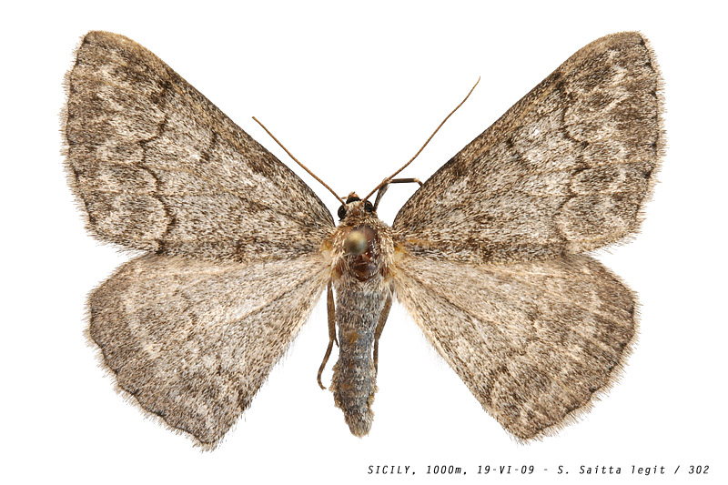 pseudoterpna_coronillaria_302 (172K)