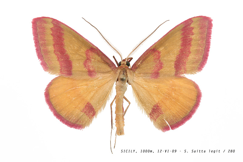 rhodostrophia_pudorata_280 (137K)
