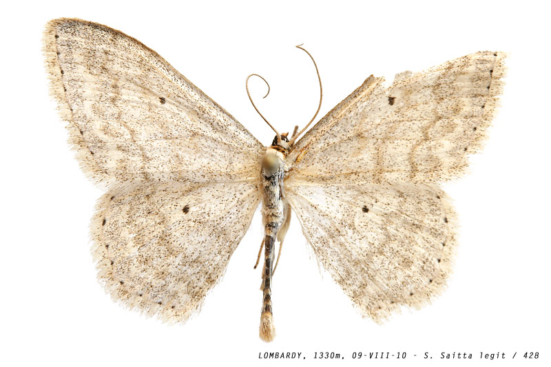 scopula_cfr_marginepunctata_428 (118K)