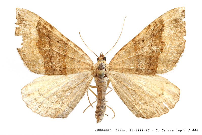 scotopteryx_chenopodiata_440 (163K)