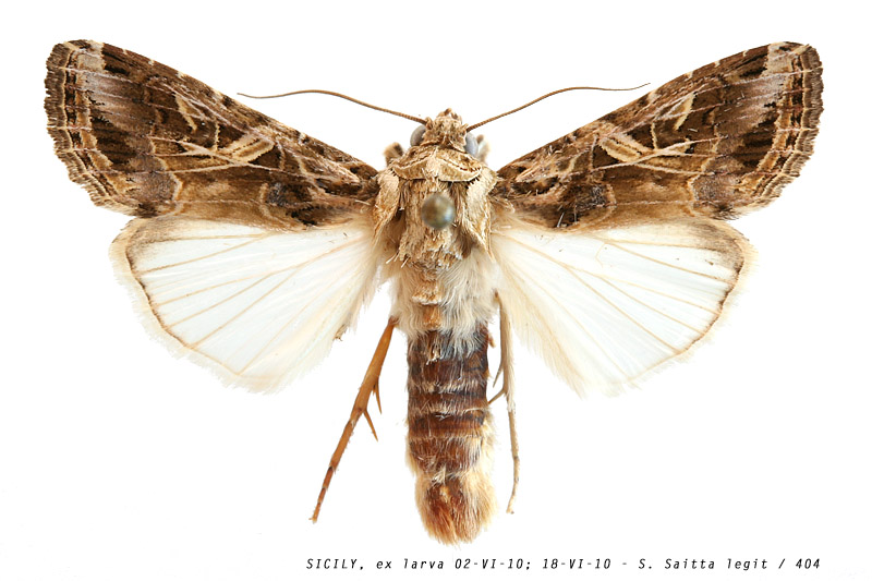 spodoptera_littoralis_404 (121K)
