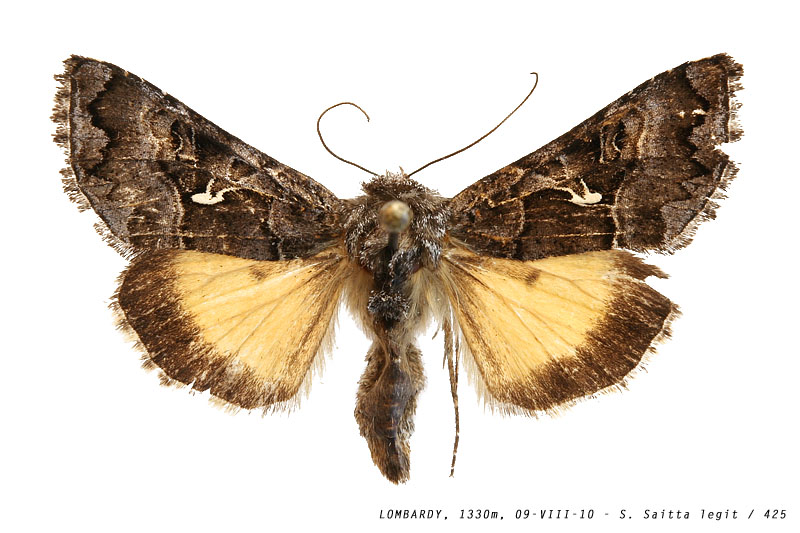 syngrapha_ain_425 (123K)