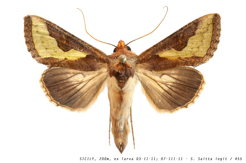 thysanoplusia_orichalcea_455 (121K)