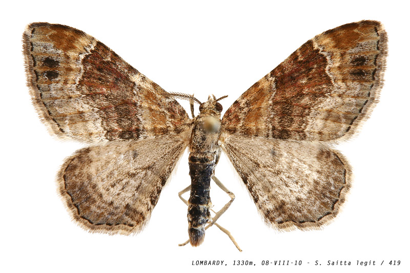 xanthorhoe_spadicearia_419 (162K)