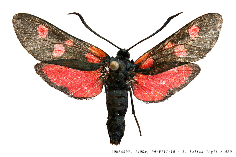 zygaena_lonicerae_420 (145K)