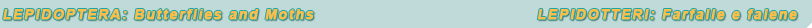 lepidoptera (18K)